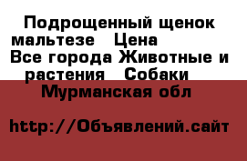 Подрощенный щенок мальтезе › Цена ­ 15 000 - Все города Животные и растения » Собаки   . Мурманская обл.